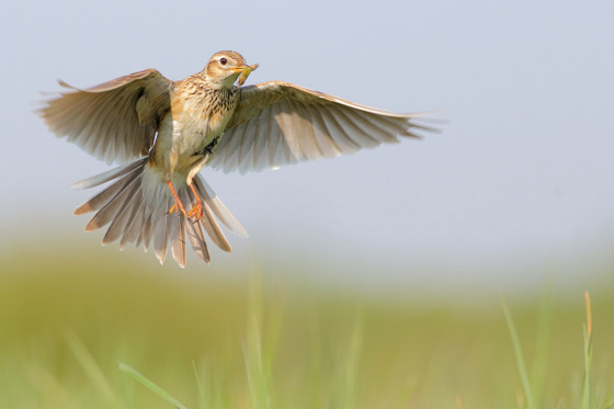 Sånglärka med mask över åker.